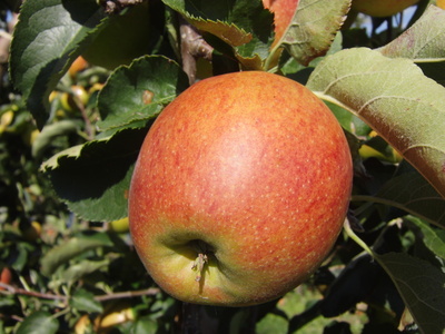 Roter Boskoop-Apfel