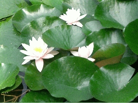 Blume 2