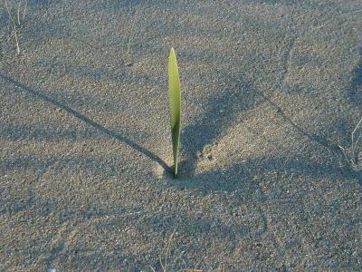 eine einzelne Pflanze im Sand