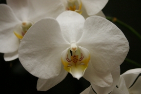 Weisse Orchideen