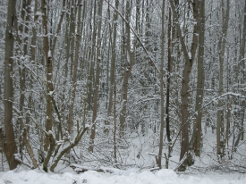 Schneebedekter Wald