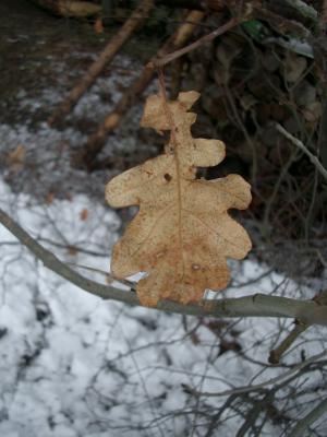 Blätter fallen