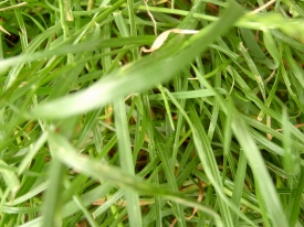 Gras