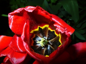 Tulpe bei Nacht