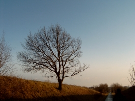 einsamer Baum an einem Hang