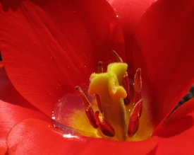 Tulpe (Makro)