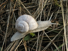 Schnecke am Wegesrand