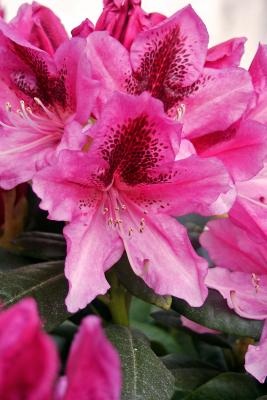 Rhododendron_02
