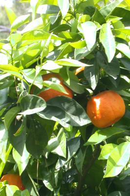 Orangen am Baum