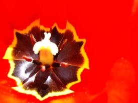 in einer roten Tulpe