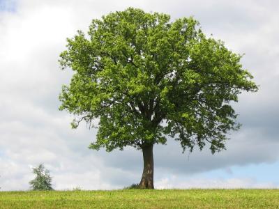 Baum im Mai