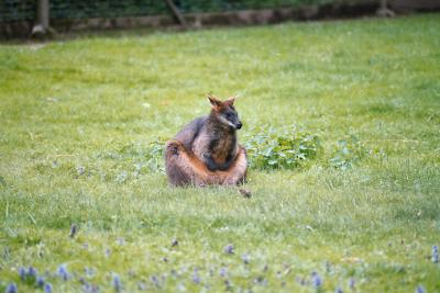 Wallaby Buddha