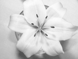 Weiße Lilie auf weißem Tuch