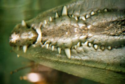Alligatorzähne