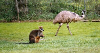 Wallaby und Emu