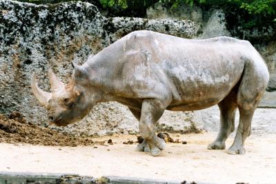 Nashorn von links