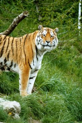 Sibirischer Tiger 3