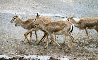 Dikdik-Herde