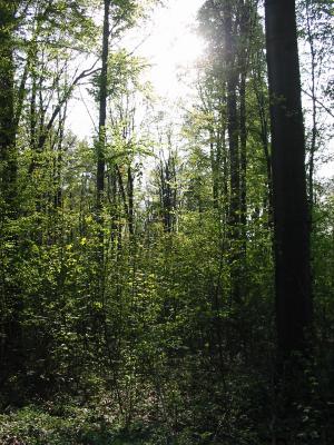 Wald01