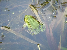 Frosch 3