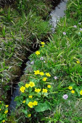 Gelbe Bachblumen