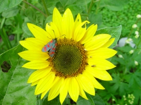 Sonnenblume hat Besuch