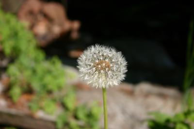 Pusteblume