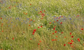 Blumenwiese