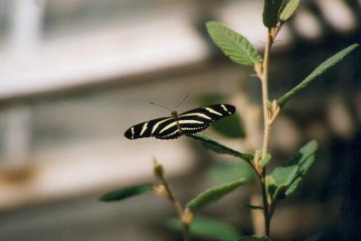 Schmetterling 2