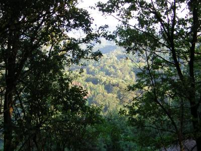 Vor lauter Wald sieht man keine Bäume