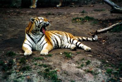 Gähnender Tiger