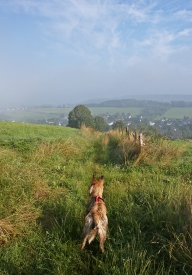 Morgenspaziergang 08/11