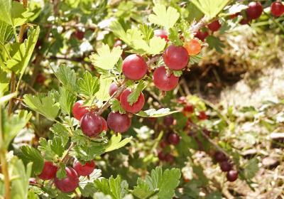 Rote Stachelbeeren