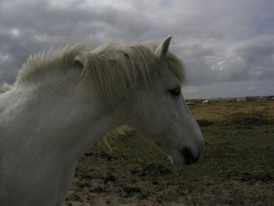 Isländer Pferd