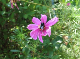 Hummel auf Blüte