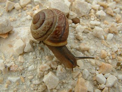 Schnecke