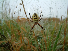 Spinne im Netz