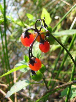 Teichblümchen