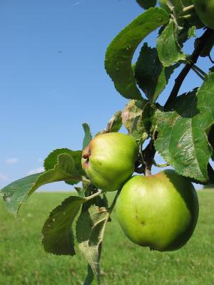 Äpfel im Sonnenlicht