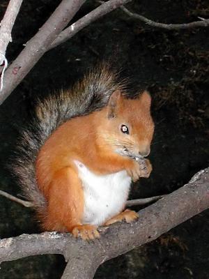 Eichhörnchen (1)