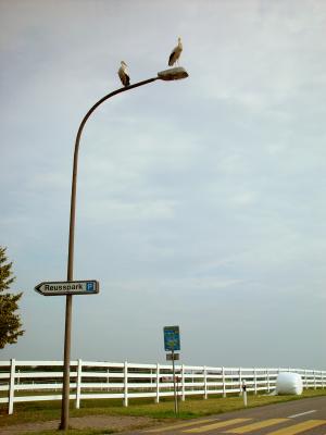 Storchenpaar auf Strassenlampe 2