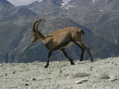 Gemse in den Alpen02