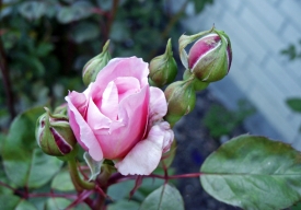 Dänische Rose