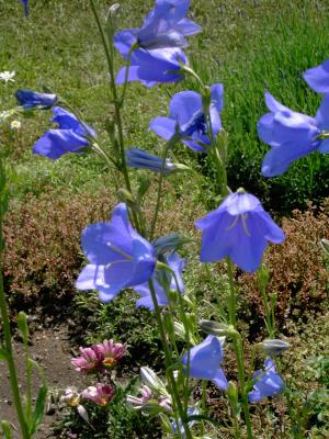 Blumen auf der Rosenhöhe