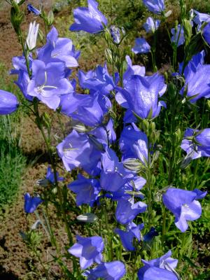 Blumen auf der Rosenhöhe