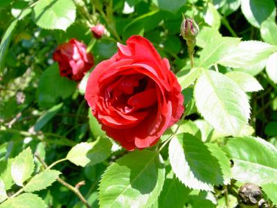 Blumen auf der Rosenhöhe