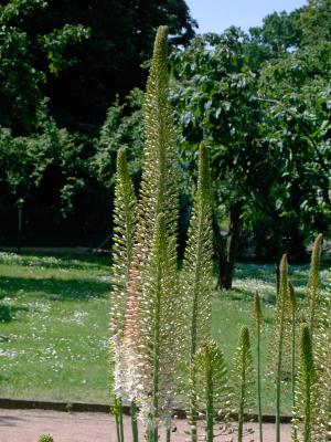 Blumen auf der Rosenhöhe