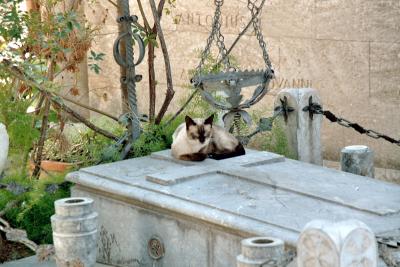 Friedhofs-Katze