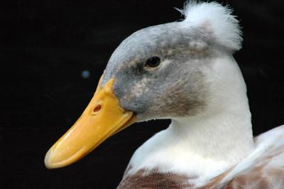 Alle meine Enten