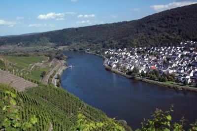 Mosel bei Koblenz mit Weinbergen